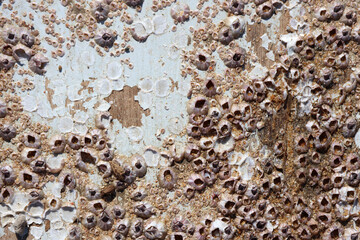 Painted wooden surface covered with barnacles close-up abstract textured background