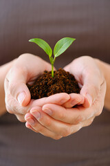 Nurturing New Life A Gardener's Gentle Hands Holding a Sprout with Rich Soil Symbolizing Growth Hope and Environmental Stewardship in a Sustainable World