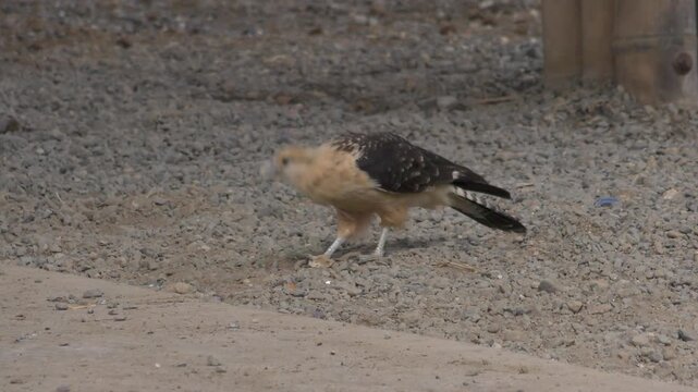 &Aacute;guila pescadora en Colombia