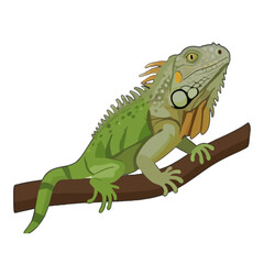 Naklejka premium A colorful iguana perched on a branch, showcasing its vibrant scales and detailed features