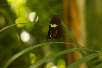 The Numata longwing (Heliconius numata).