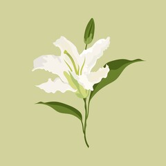 Lily flower clipart, white botanical, feminine illustration