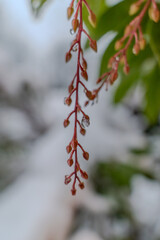 Frosty tree in the winter
