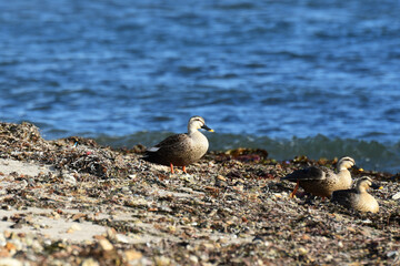 海岸で休むカルガモ