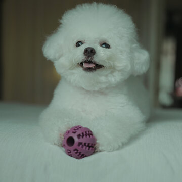 bog bichon puppy qute 1 year old adorable