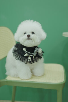 bog bichon puppy qute 1 year old adorable