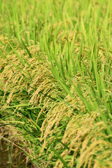 首を垂れる夏の稲穂