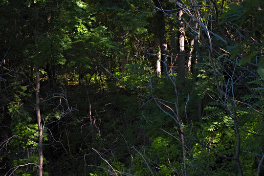 Dense Forest Interior with Dappled Sunlight, Weston Bend State Park