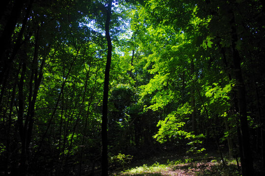 Sun-Dappled Forest Path, Weston Bend State Park