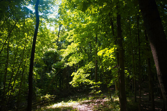 Sunlit Summer Forest Trail at Weston Bend State Park