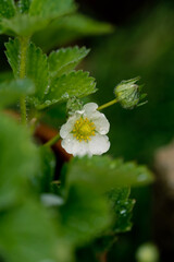 Strawberry flowers in a the garden garden, blooming berry bush