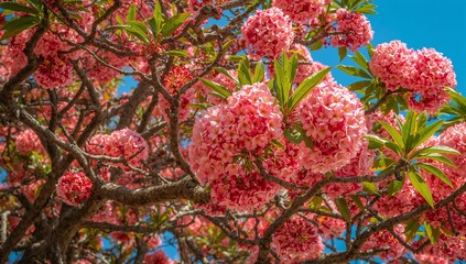 Vibrant Pink Bougainvillea Blossoms Against Clear Blue Sky