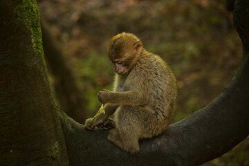 The Barbary macaque, Barbary ape (Macaca sylvanus).