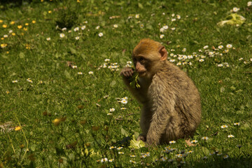 The Barbary macaque, Barbary ape (Macaca sylvanus).