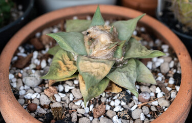 Ariocarpus Retususus having sunburn damaged. Ariocarpus are endangered and quite rare in the wild. 