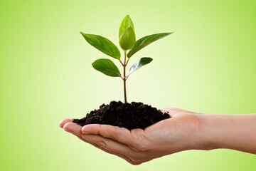 A Single Hand Offering New Life Holding a Small Plant with Vibrant Green Leaves Against a Soft Green Background Representing Growth Hope and Environmental Stewardship