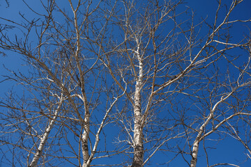 Looking up through bare branches, poplar trees on a sunny spring morning, deep blue sky, crown...