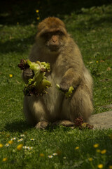 The Barbary macaque, Barbary ape (Macaca sylvanus).