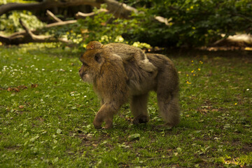 The Barbary macaque, Barbary ape (Macaca sylvanus).
