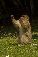 The Barbary macaque, Barbary ape (Macaca sylvanus).