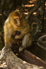 The Barbary macaque, Barbary ape (Macaca sylvanus).