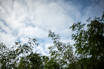 Lush Green Tree Leaves Reaching Towards the Sky with Clouds