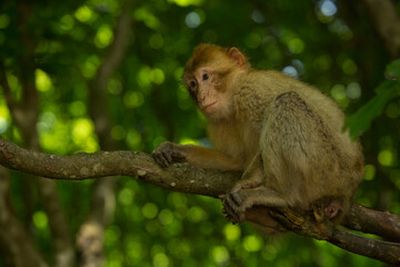 The Barbary macaque, Barbary ape (Macaca sylvanus).