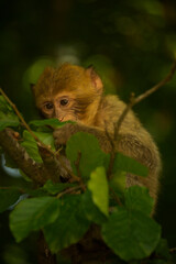 The Barbary macaque, Barbary ape (Macaca sylvanus).