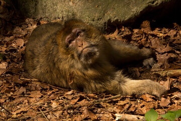 The Barbary macaque, Barbary ape (Macaca sylvanus).