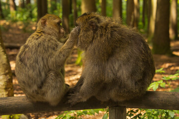 The Barbary macaque, Barbary ape (Macaca sylvanus).