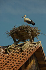 White stork (Ciconia ciconia) in the nest on the roof of the house.