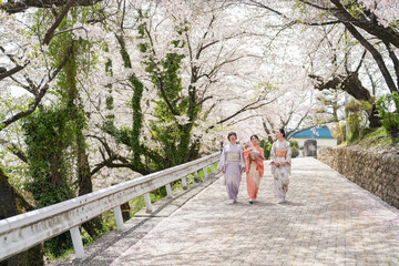 Fototapeta premium Three women in traditional Japanese clothing walk down a road lined with cherry blossoms. The scene is serene and peaceful, with the women enjoying the beauty of the flowers and the quiet surroundings