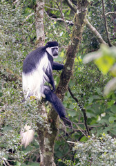 Black and White Colobus Monkey in Montane Forest, Mount Elgon National Park, Kenya