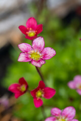 Pink flowers of mossy saxifrage (Saxifraga bryoides). Beautiful pink floral wallpaper