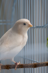 Close-up white canaries inside a cage, pet bird concept