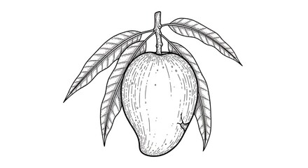 Isolated Mango Fruit and Leaves Hand Drawn Botanical Engraving Sketch