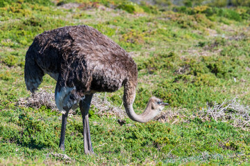 Close-up of an Osterich -Struthio camelus- near Cape of Good Hope, South Africa.