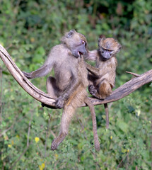 Babies olive baboon playing in Nakuru National Park, Kenya
