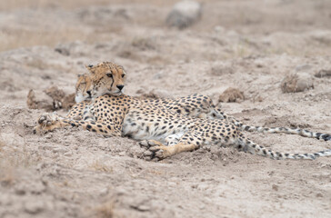 Resting Cheetah (Acinonyx jubatus) Pair – Amboseli National Park, Kenya
