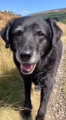 A weathered black dog with a grey muzzle walks along a grassy path on a sunny day. Trees line the distant hills beneath a bright blue sky