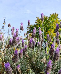 field of lavender