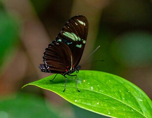 Fototapeta premium Close-up of a dark butterfly on a leaf