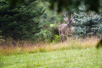 A large buck whitetail deer in the summer with his antlers still in velvet.