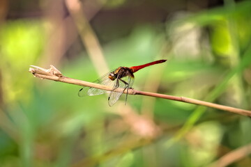 red dragonfly close up macro photo