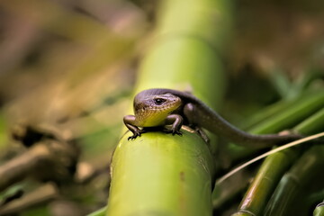 Eutropis multifasciata lizard closeup macro photo