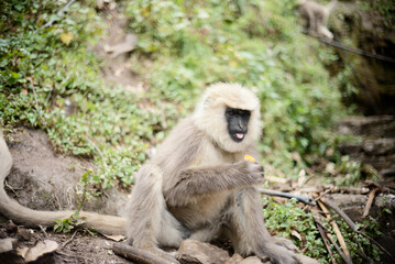 Southern Plains Langur Feeding on Fresh Fruit