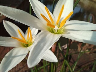 white flowers in full bloom