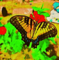 Eastern tiger swallowtail butterfly