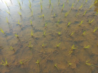 new rice plants are planted