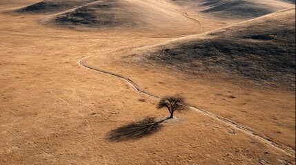 High angle view of bare landscape with single tree